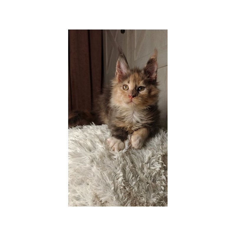 Maine Coon Alva Quintara