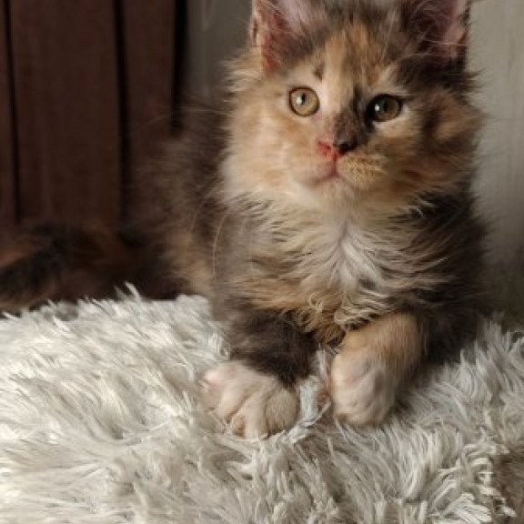 Maine Coon Alva Quintara