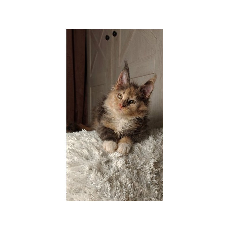 Maine Coon Alva Quintara