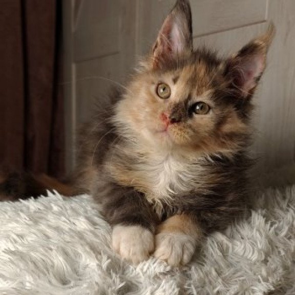 Maine Coon Alva Quintara