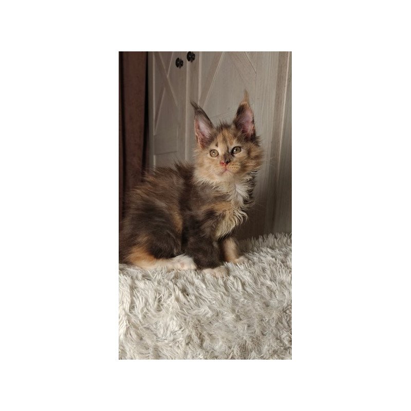 Maine Coon Alva Quintara