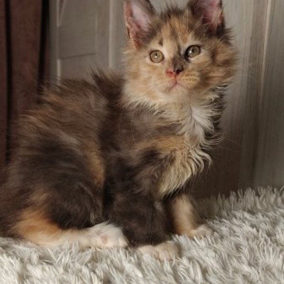 Maine Coon Alva Quintara