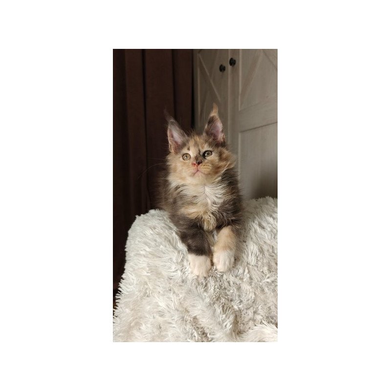 Maine Coon Alva Quintara