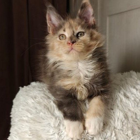 Maine Coon Alva Quintara
