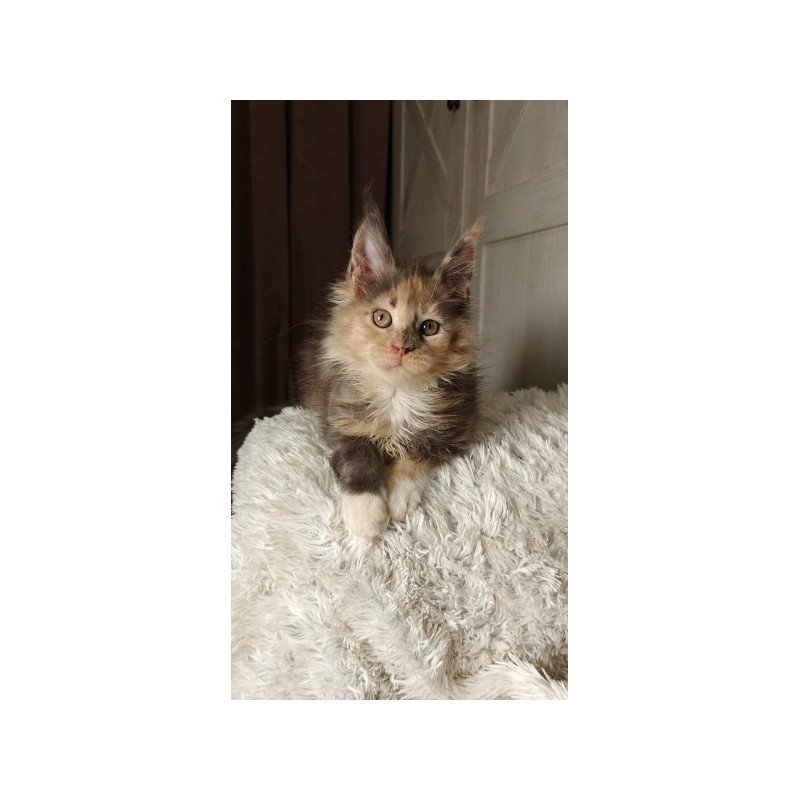 Maine Coon Alva Quintara