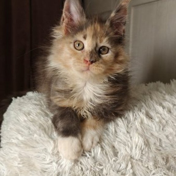 Maine Coon Alva Quintara