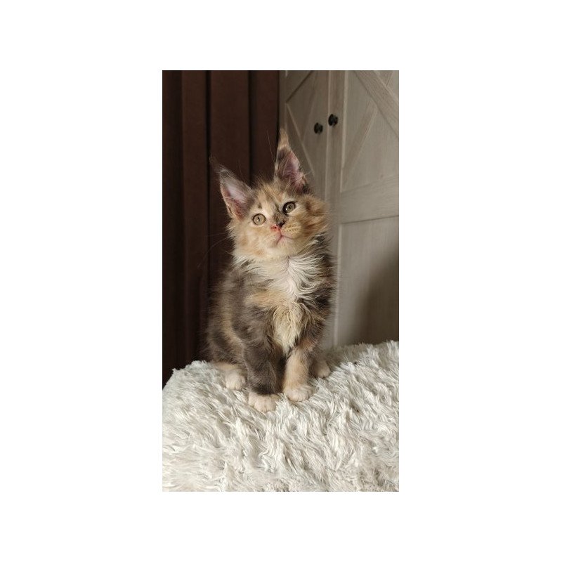 Maine Coon Alva Quintara