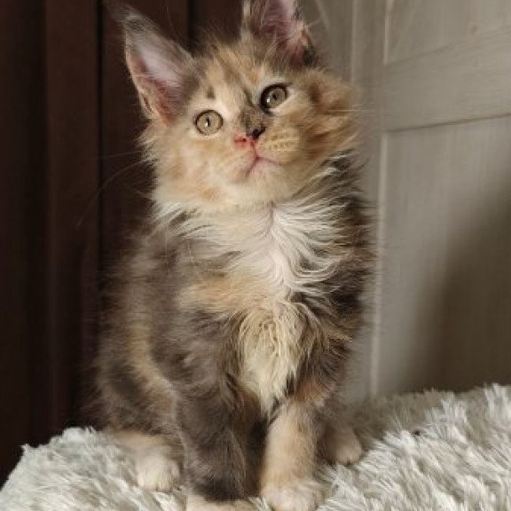 Maine Coon Alva Quintara