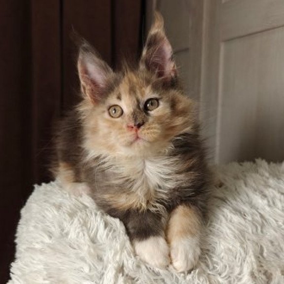 Maine Coon Alva Quintara