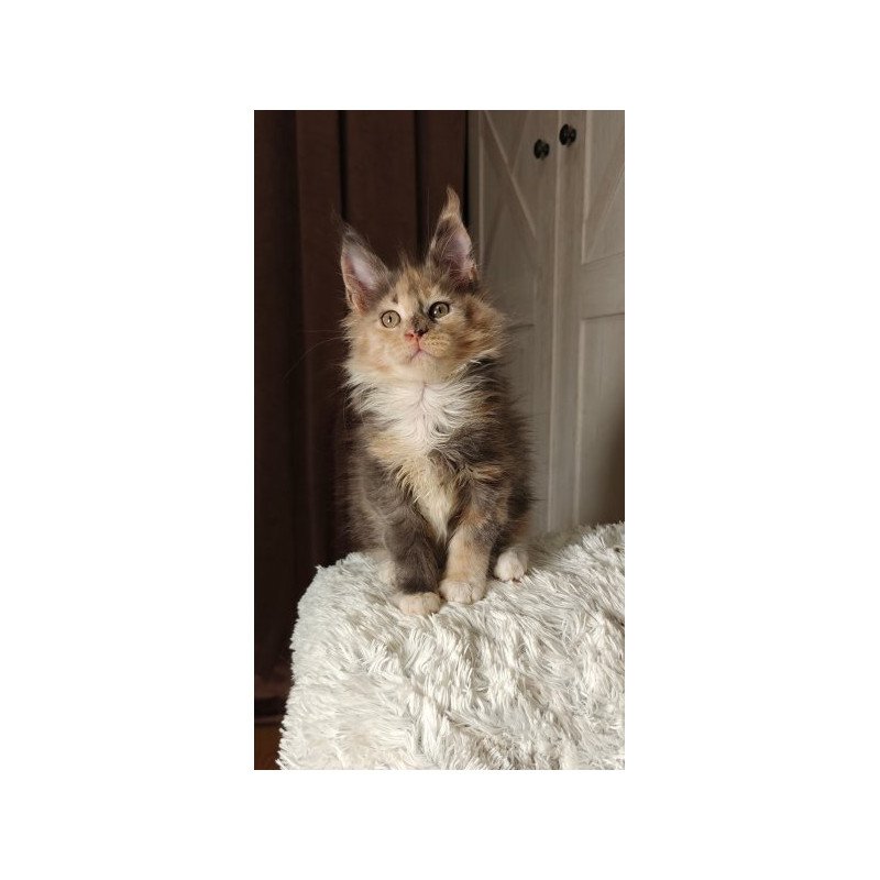 Maine Coon Alva Quintara