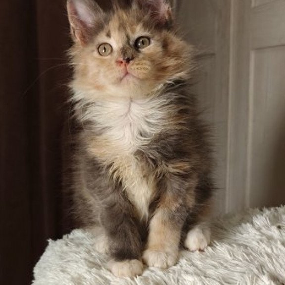 Maine Coon Alva Quintara
