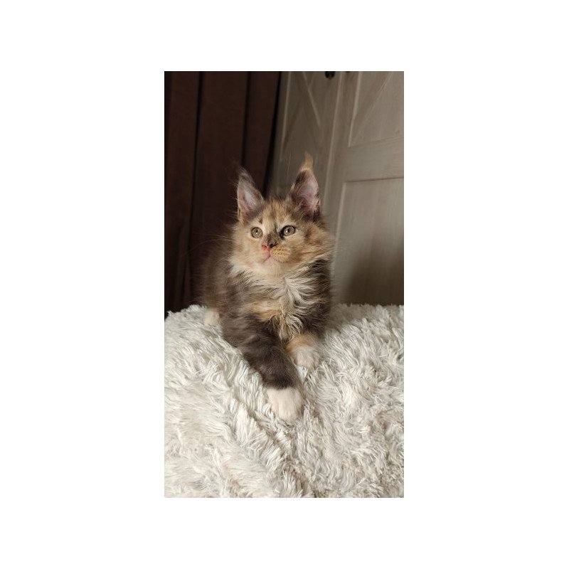 Maine Coon Alva Quintara