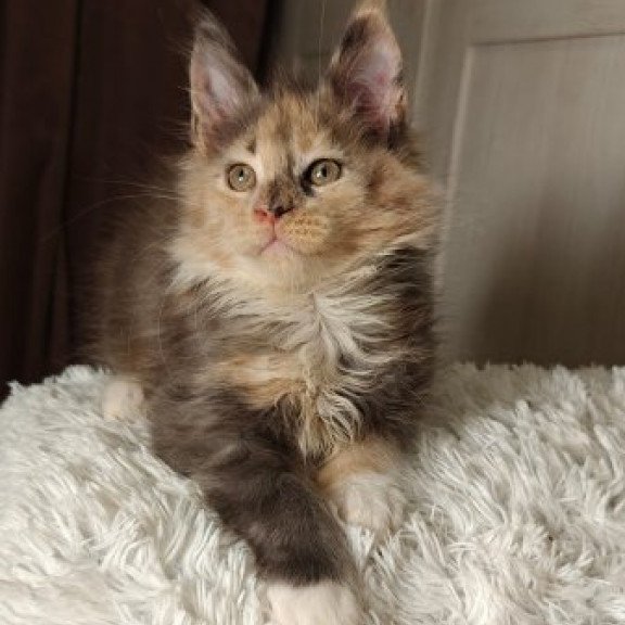 Maine Coon Alva Quintara