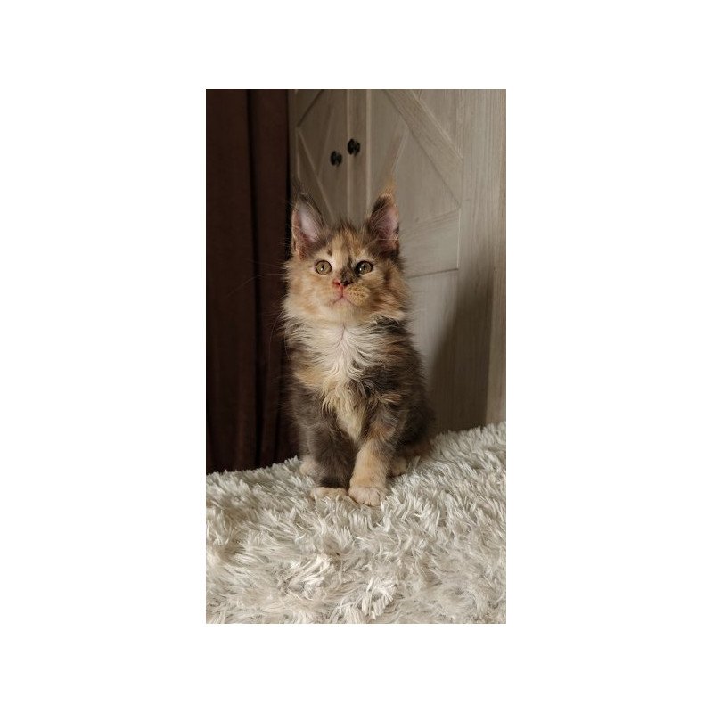 Maine Coon Alva Quintara