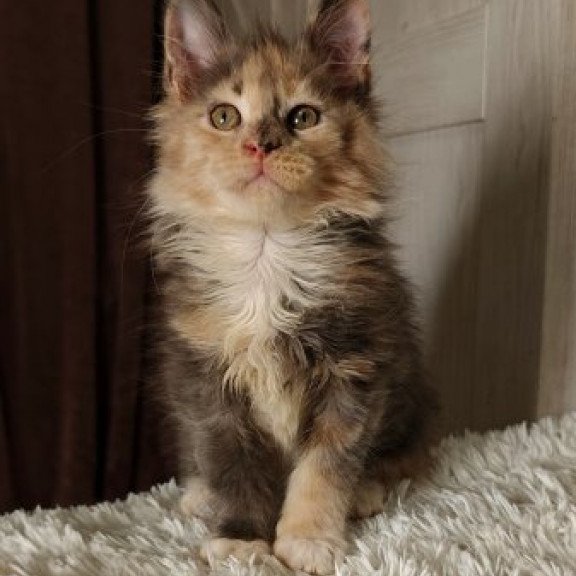 Maine Coon Alva Quintara