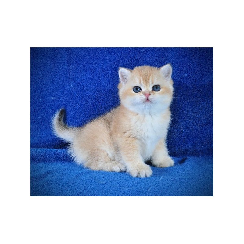 Goshka British