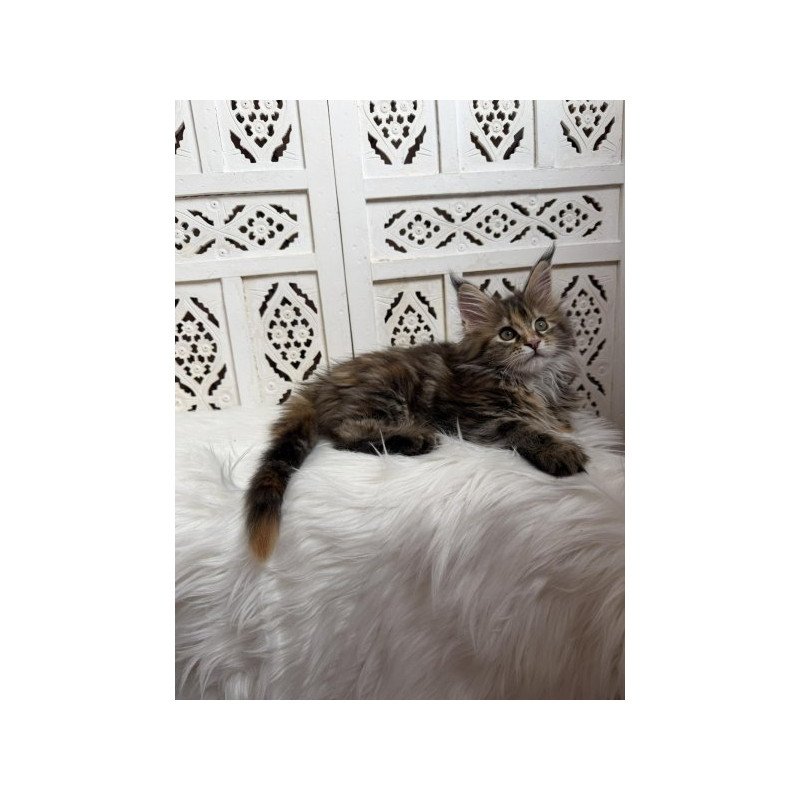 Maine Coon Alva Sofa