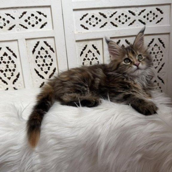 Maine Coon Alva Sofa