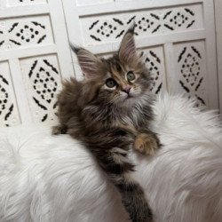 Maine Coon Alva Sofa