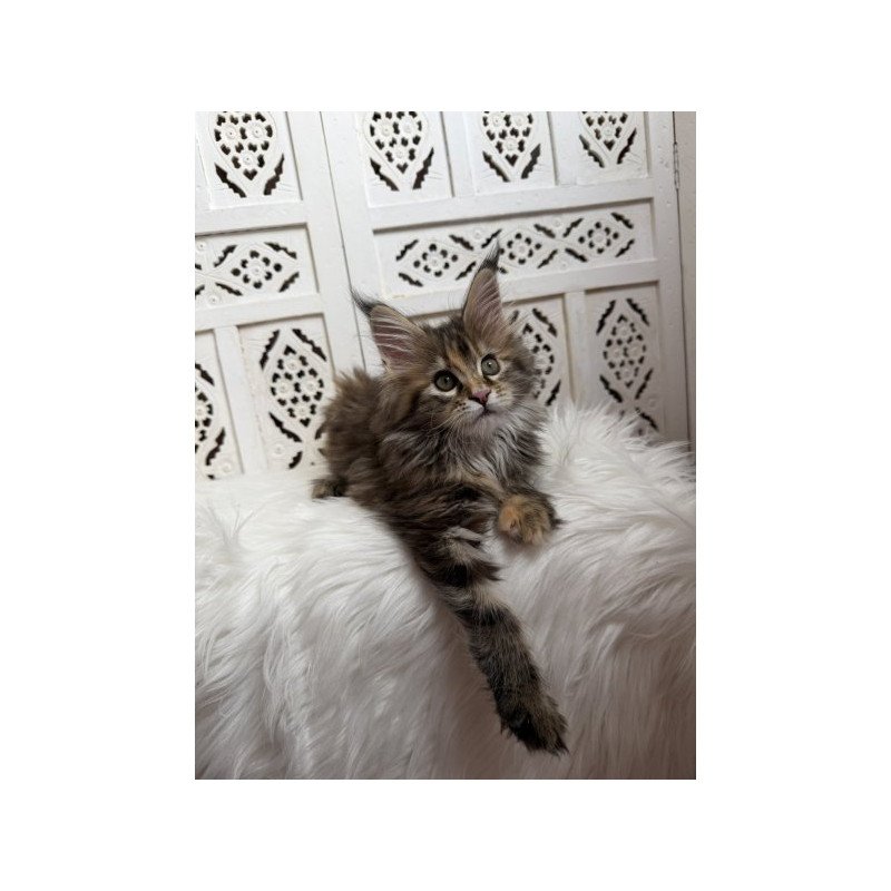 Maine Coon Alva Sofa