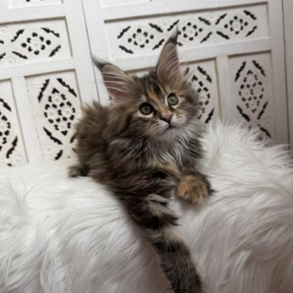 Maine Coon Alva Sofa