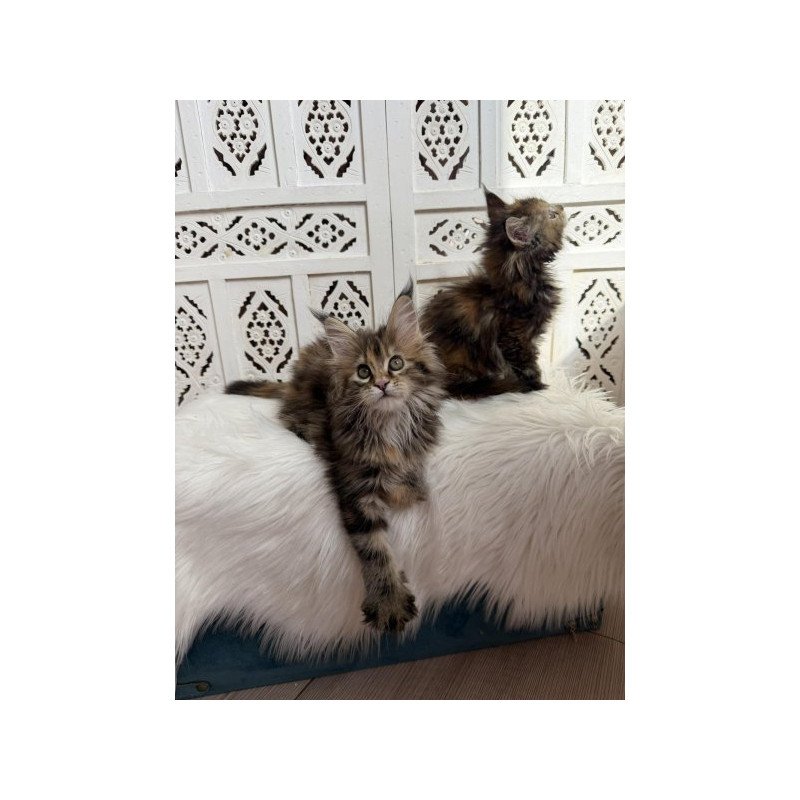 Maine Coon Alva Sofa