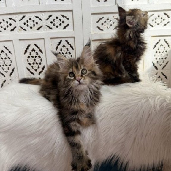 Maine Coon Alva Sofa