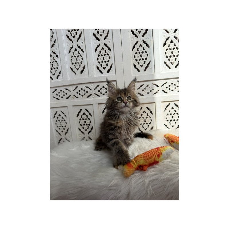 Maine Coon Alva Sofa