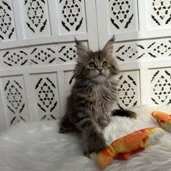 Maine Coon Alva Sofa