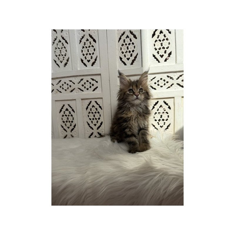 Maine Coon Alva Sofa