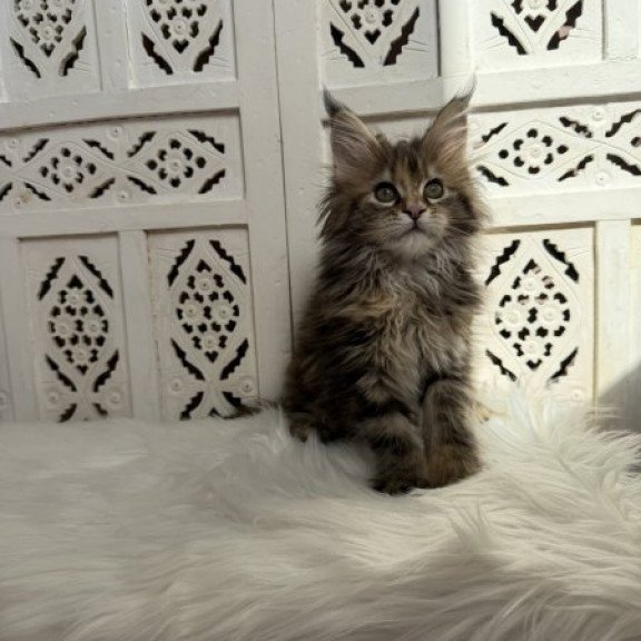 Maine Coon Alva Sofa