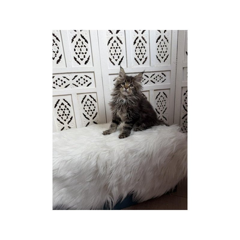 Maine Coon Alva Sima