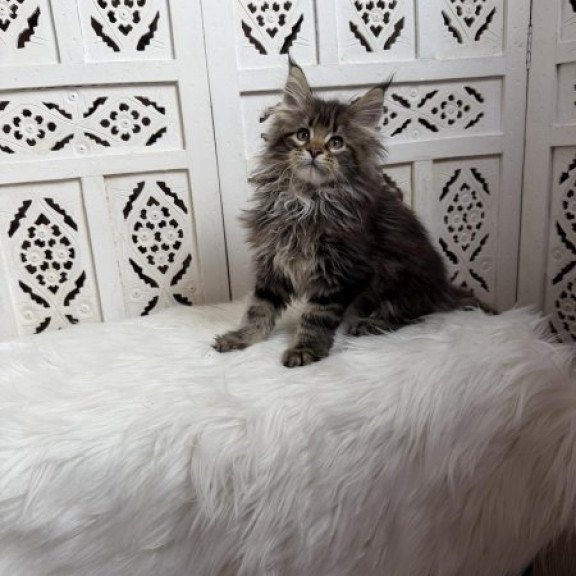 Maine Coon Alva Sima