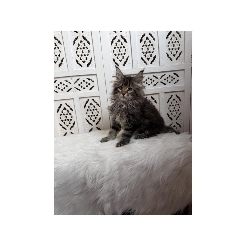 Maine Coon Alva Sima