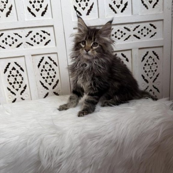 Maine Coon Alva Sima