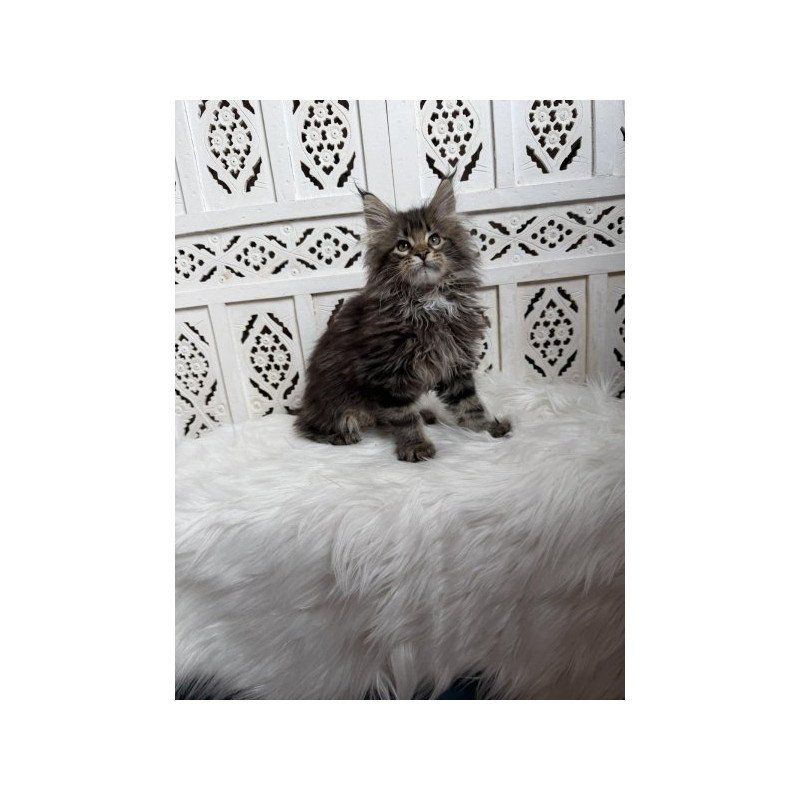 Maine Coon Alva Sima