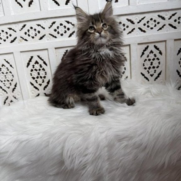 Maine Coon Alva Sima