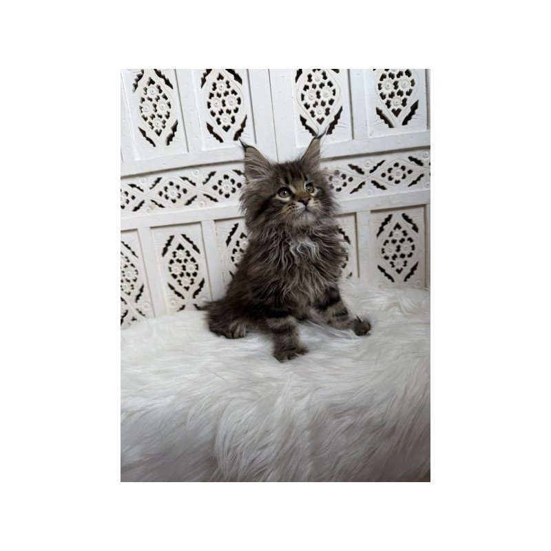 Maine Coon Alva Sima