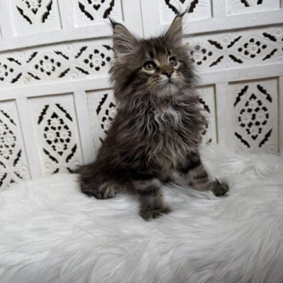 Maine Coon Alva Sima