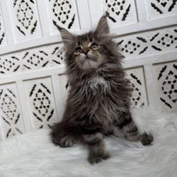 Maine Coon Alva Sima