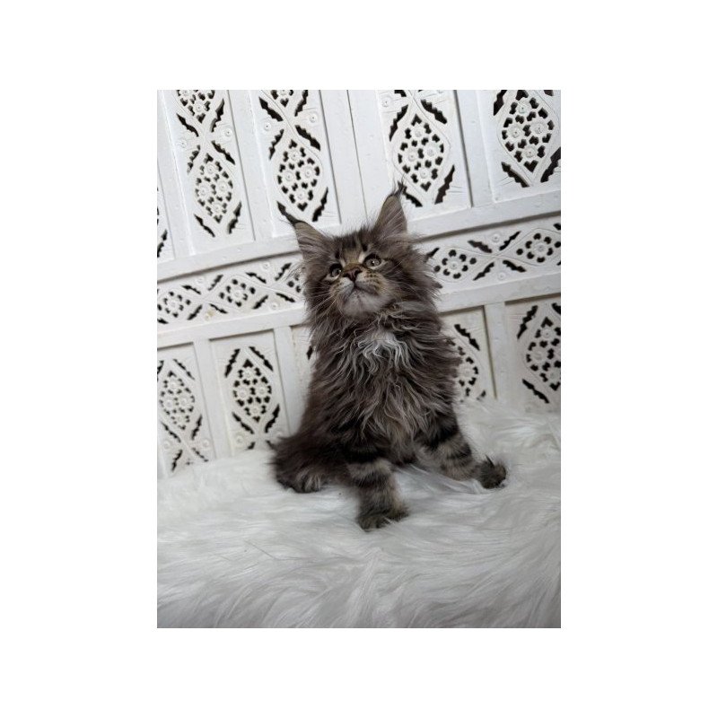 Maine Coon Alva Sima