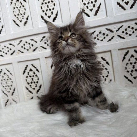 Maine Coon Alva Sima
