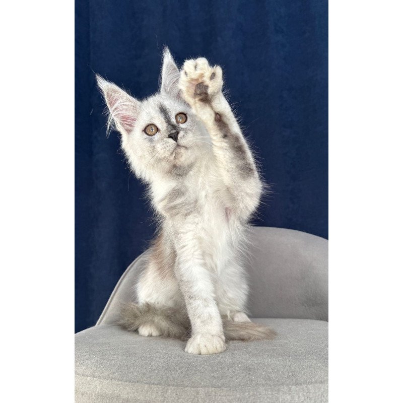 Maine Coon NOV Cattilla