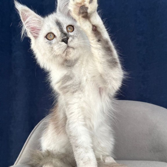 Maine Coon NOV Cattilla
