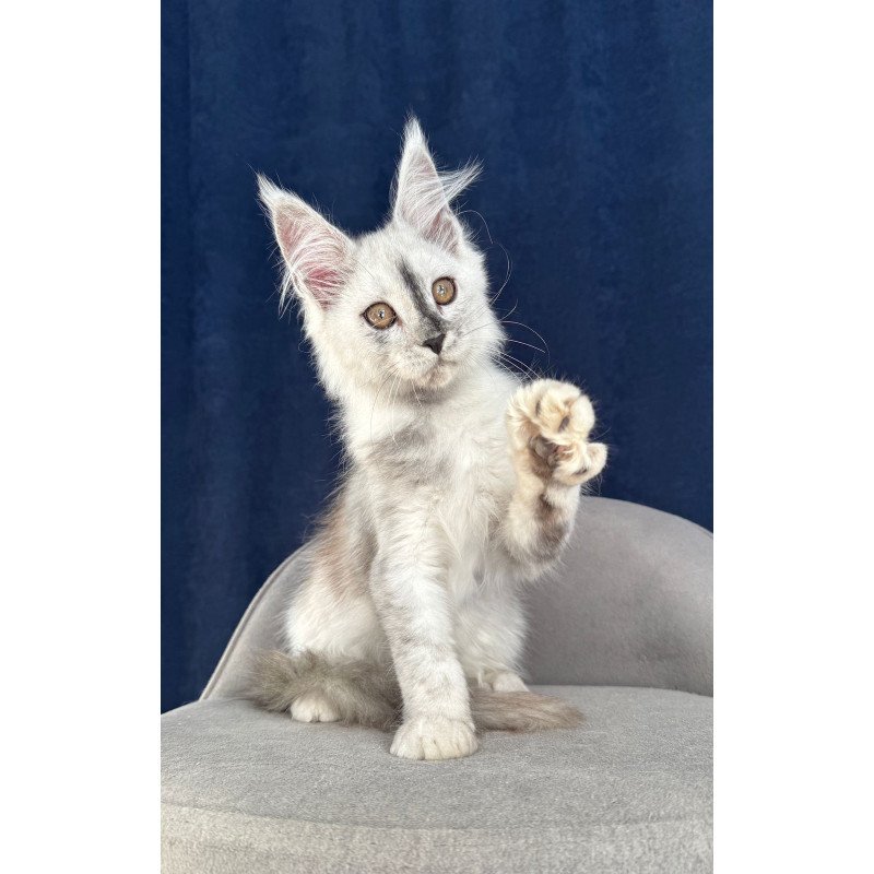 Maine Coon NOV Cattilla