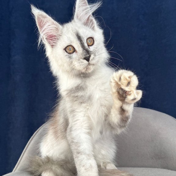 Maine Coon NOV Cattilla