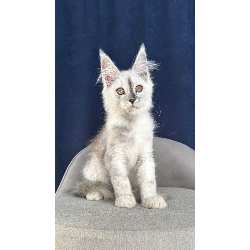 Maine Coon NOV Cattilla