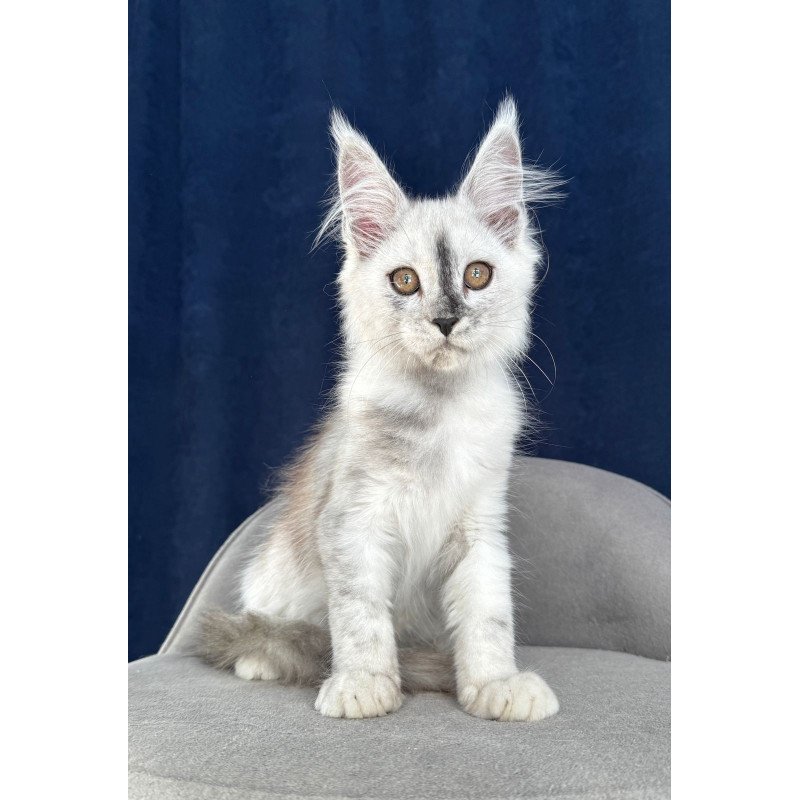 Maine Coon NOV Cattilla