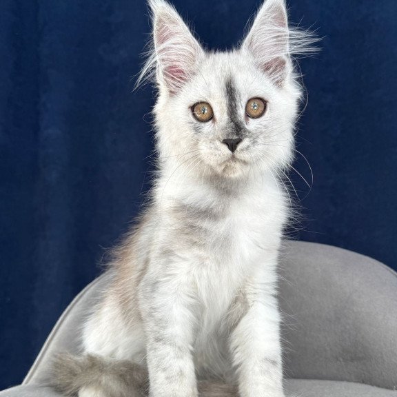 Maine Coon NOV Cattilla