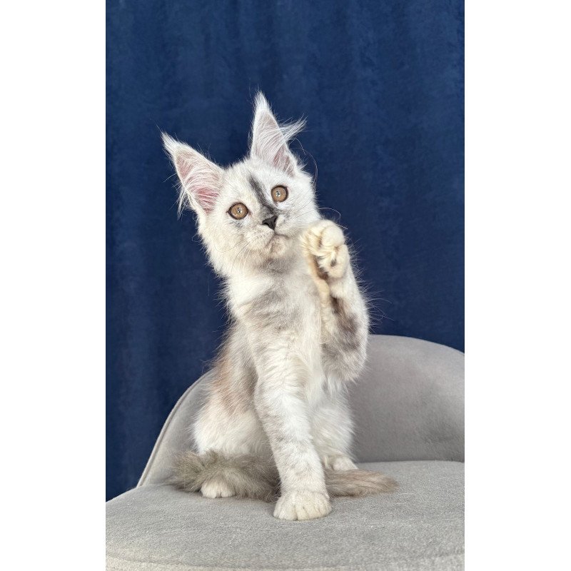 Maine Coon NOV Cattilla